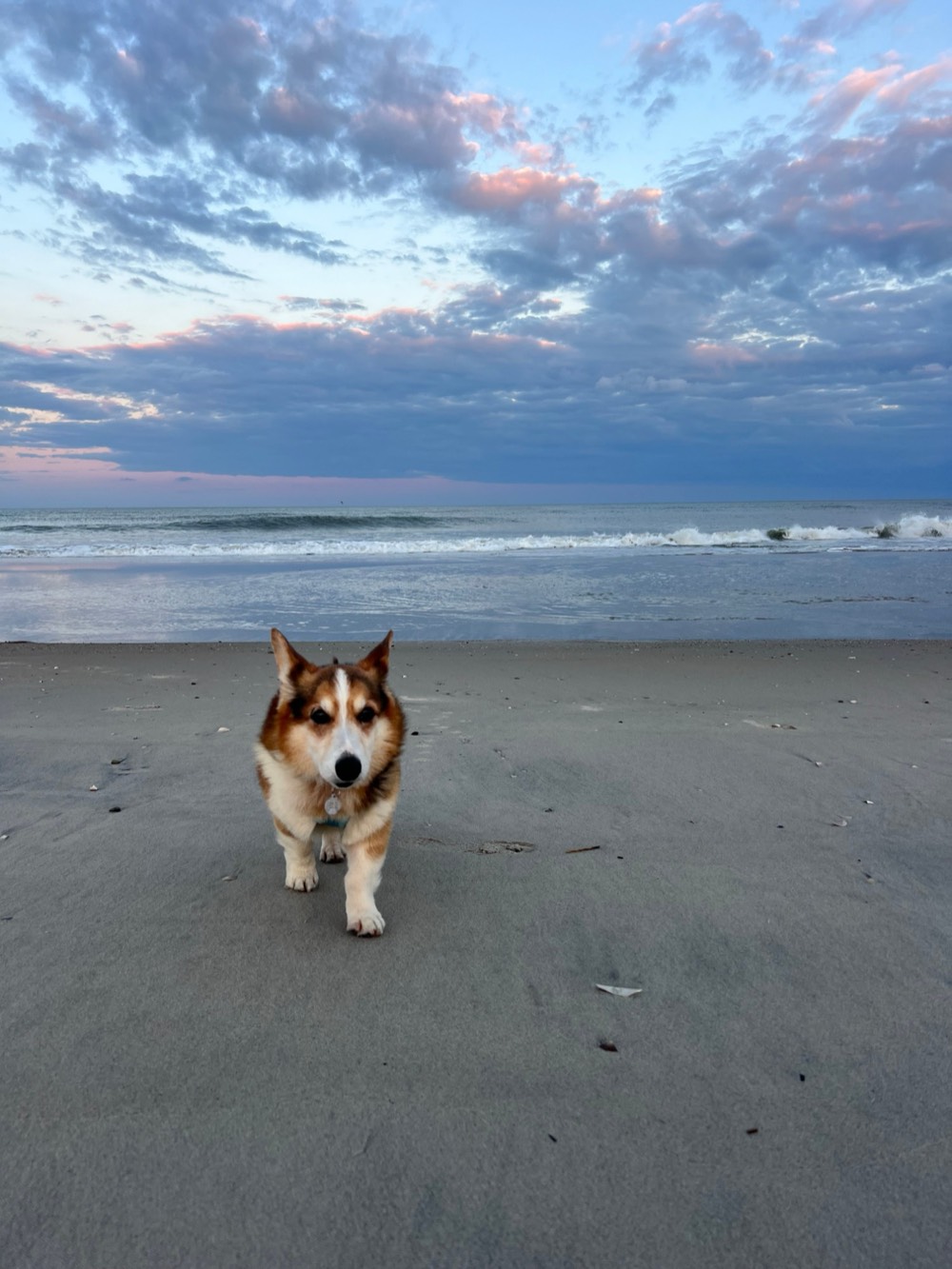 Henry, a corgi, trotting across the sand at the beach at dusk